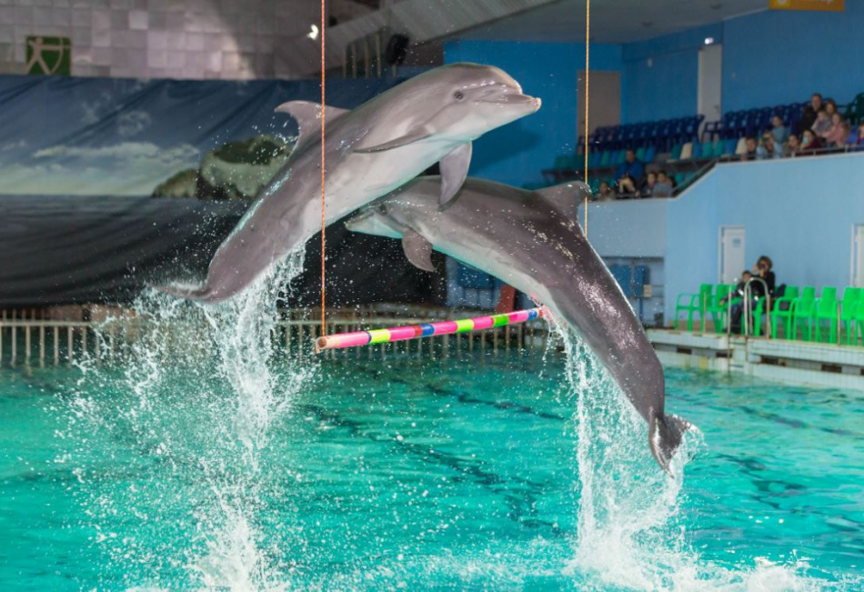В России могут закрыться все дельфинарии
