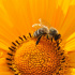 Салон красоты в Мурино облюбовал пчелиный рой