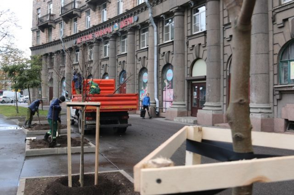 В Петербурге Комсомольскую площадь украсили липы