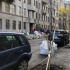 Петербуржцы высадили липы на Некрасова Петербуржцы высадили липы на Некрасова