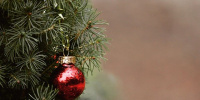 Главную новогоднюю елку на Дворцовой площади начали украшать