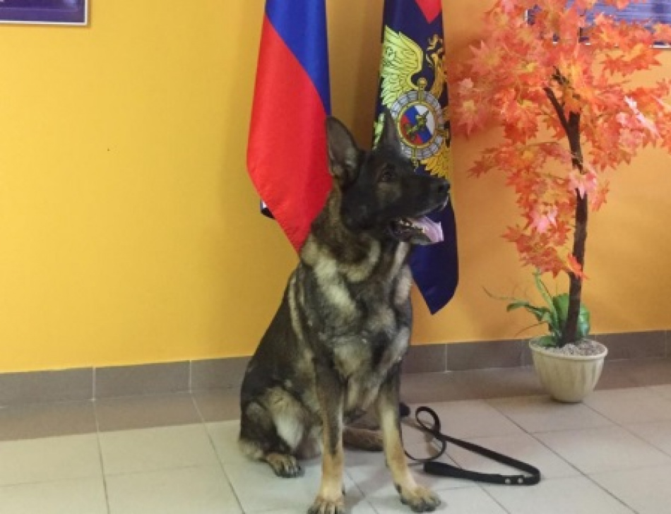 Собака Зорро в Петербурге помогла найти двух псевдополицейских-грабителей