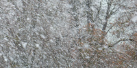 Снежная буря накрыла Петербург днем 20 ноября