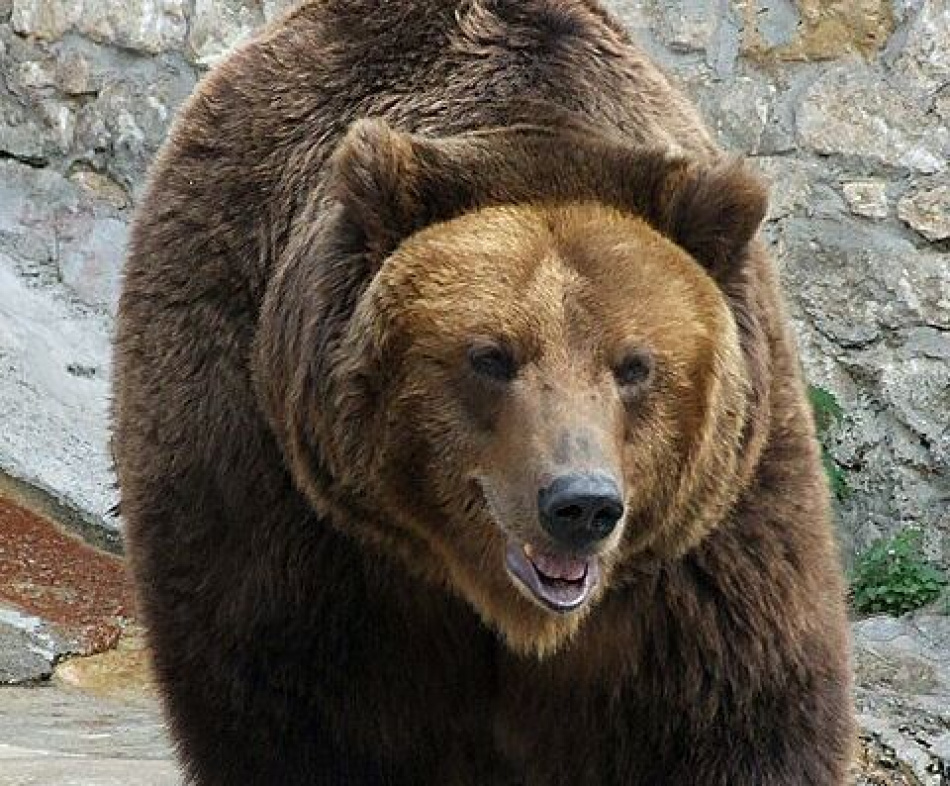 Медведь пришел в гости к жителям деревни в Ленобласти