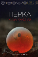 Нерка. Рыба красная Нерка. Рыба красная