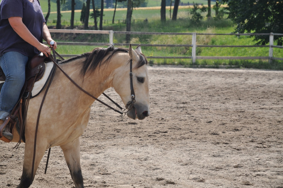 Стала известна средняя стоимость конной прогулки в Петербурге