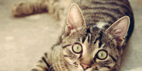 Здоровье котов Эрмитажа застраховали на целый год