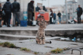 Сайт знакомств Мамба предлагает скинуться на корм для бездомных котов