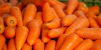В Петербург привезли 135 тонн моркови из Египта
