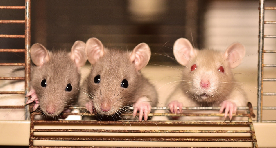 "На одного жителя Петербурга приходятся одна серая крыса": биолог Глазков о грызунах в городе