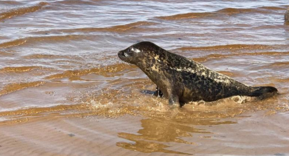 Жители посёлка Солнечное нашли замёрзшего тюленёнка на пляже