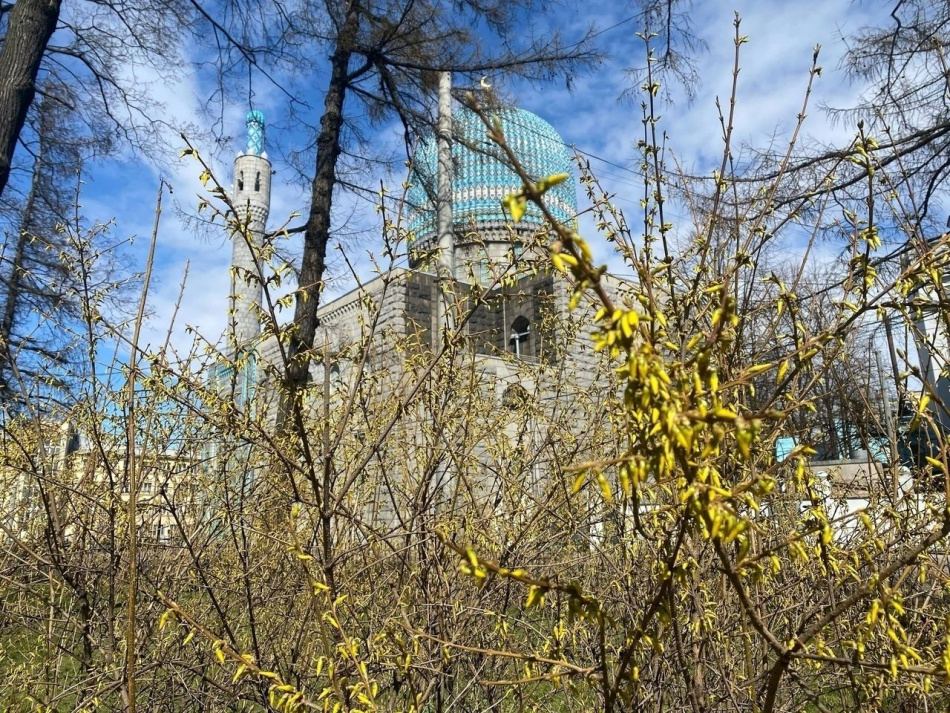 В Петербурге зацвела форзиция