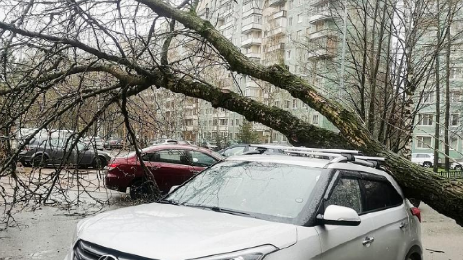 На проспекте Художников дерево упало на иномарку