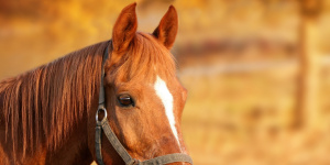 Жительницу Гатчины приговорили к исправительным работам за смертельный случай с лошадью