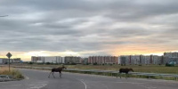 В районе КАД рядом с Мурино бегали два лося: видео