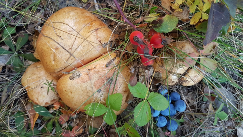 Главный синоптик Петербурга рассказал, почему в лесах Ленобласти нет грибов