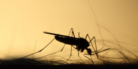 Россиян предупредили об угрозе нашествия комаров-переносчиков лихорадки Западного Нила