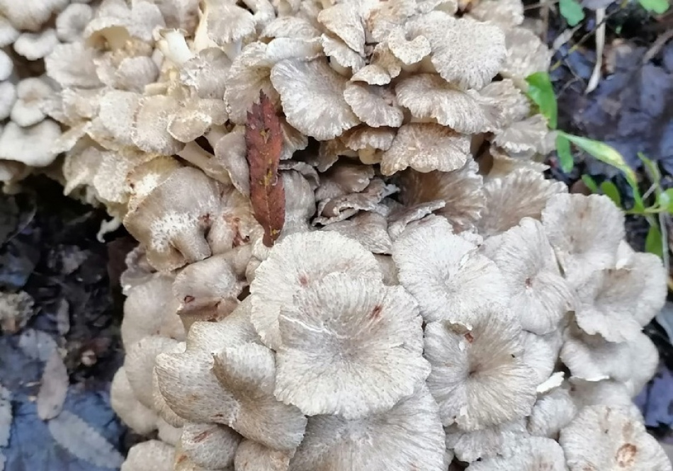 В Гатчинском районе нашли краснокнижный гриб