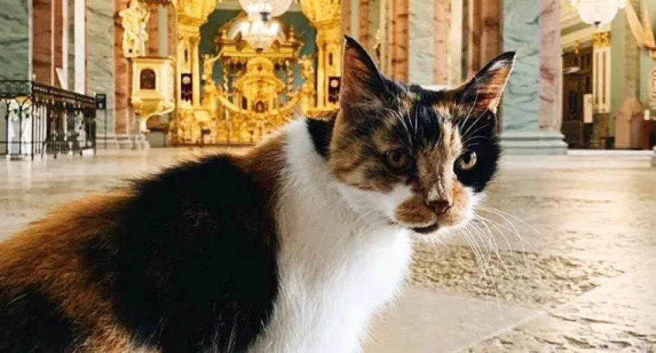 Навсегда в сердцах: умерла хранительница Петропавловской крепости кошка Капиталона