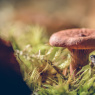 Фото Осенняя выставка Планета грибов 2021