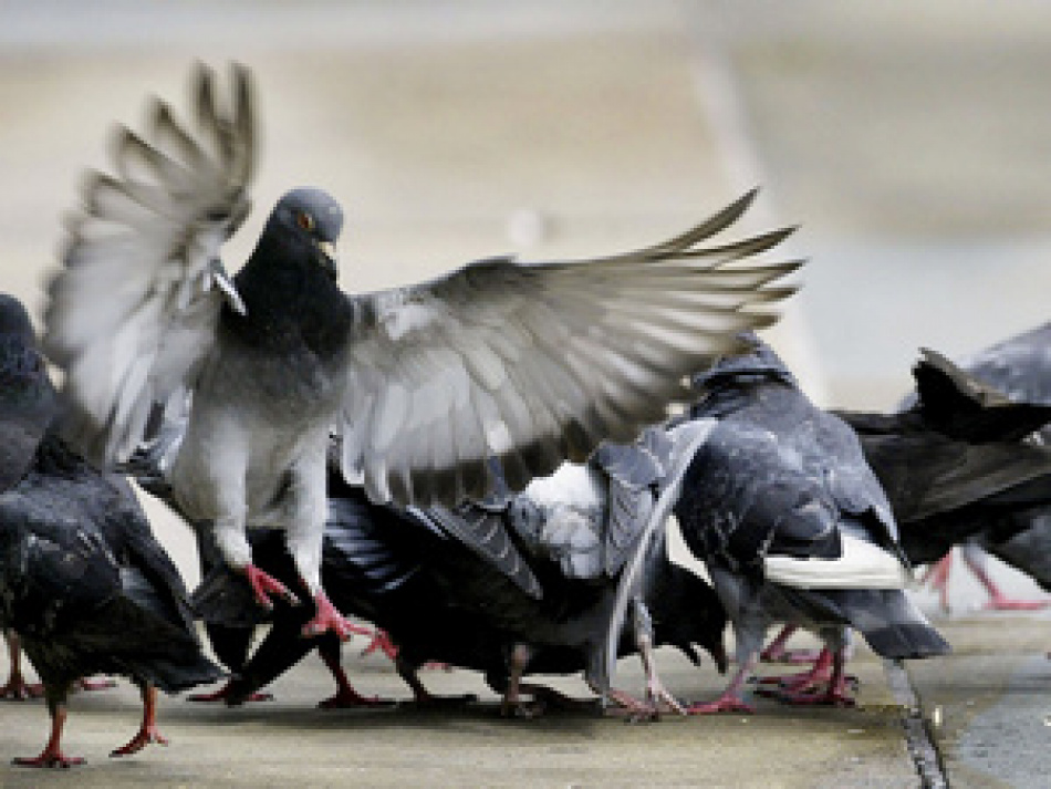 Петербуржцам предложили посчитать птиц ради науки