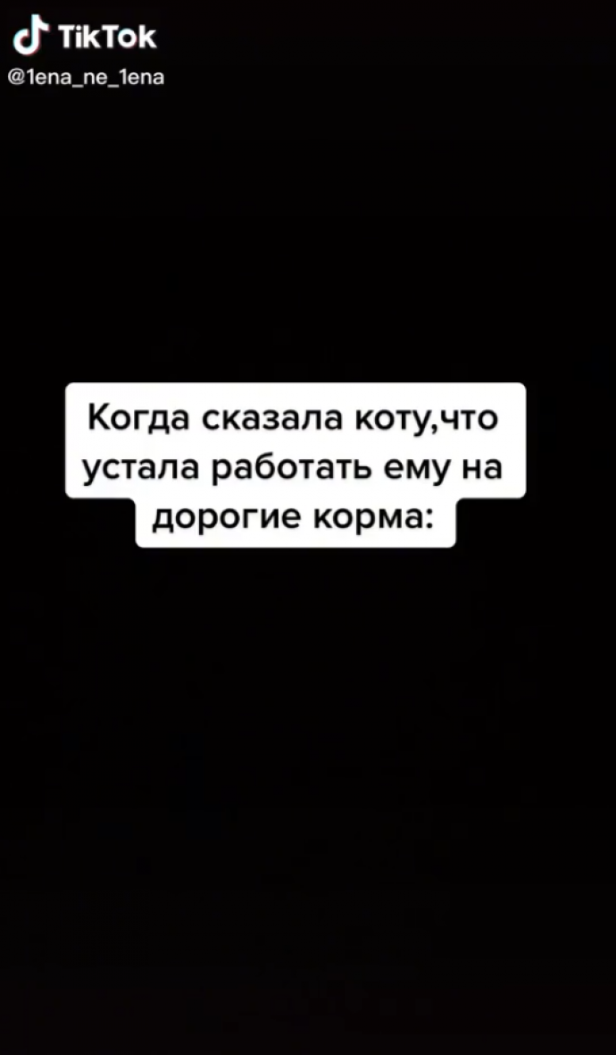 Чего хочет кот бендер. Смотреть фото Чего хочет кот бендер. Смотреть картинку Чего хочет кот бендер. Картинка про Чего хочет кот бендер. Фото Чего хочет кот бендер