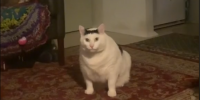«Храброй воды выпила?»: лучшие шутки со звездой тик-тока, толстым требовательным котом Бендером