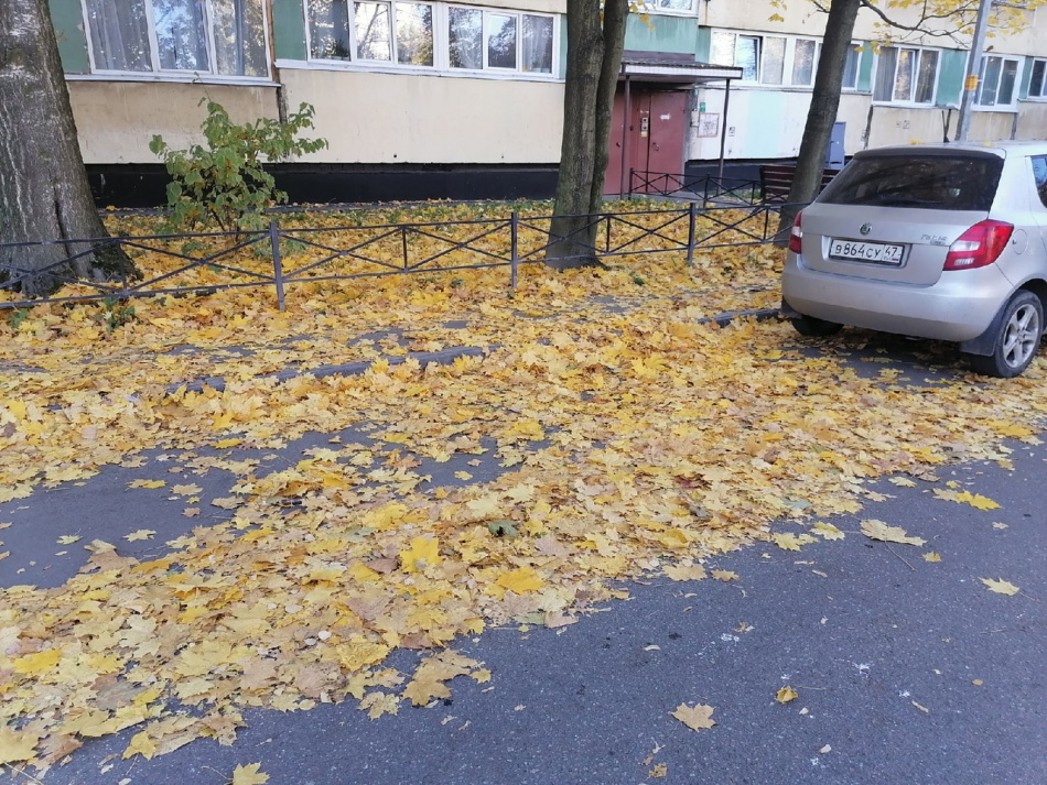 Жители Петербурга пожаловались на плохую работу дворников