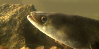 Ученые нашли в Финском заливе редчайшую в мире рыбу
