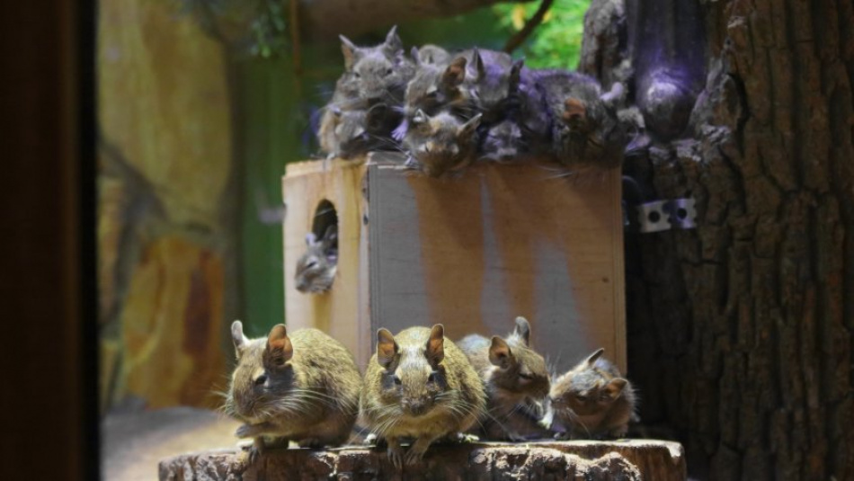 Нежатся на солнце: Ленинградский зоопарк показал милых чилийских белок