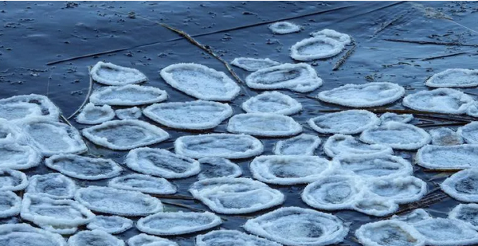 «Похоже на блины»: в парке «Монрепо» заметили ледяные круги