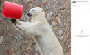 Белая медведица Хаарчаана из Ленинградского зоопарка впервые в этом сезоне полакомилась арбузом