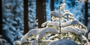 Первые рождественские ярмарки, бесплатные елки и лыжные трассы в черте города: как провести выходные 3 – 5 декабря 
