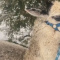 Альпака Шарлотка выпучила глаза от снега в Петербурге