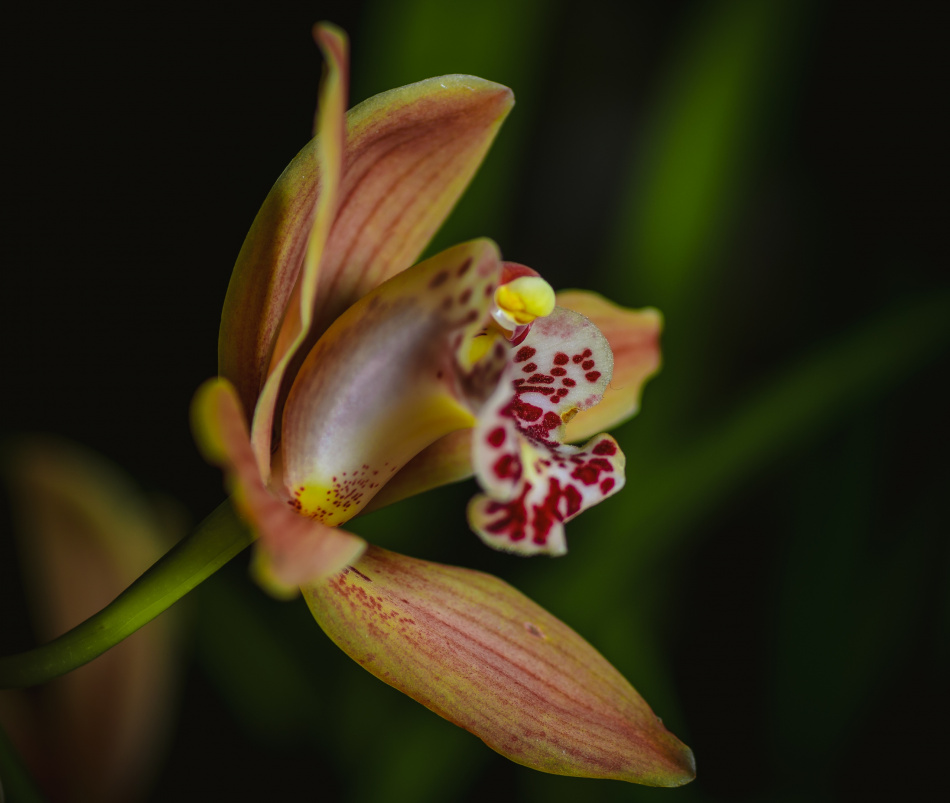 Ботанический сад приглашает петербуржцев посмотреть на орхидеи и бромелии 