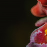 Фото Выставка орхидей Осколки радуги 2021