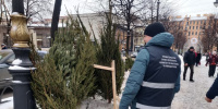 В Петербурге начали закрывать несанкционированные елочные базары В Петербурге начали закрывать несанкционированные елочные базары
