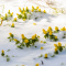 Первые цветы распустились посреди зимы в Петербурге