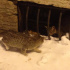 В Петербурге спасают запертых в подвале театра котят