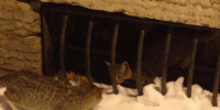 Жители Петербурга могут забрать найденных в подвале Мариинского театра котят