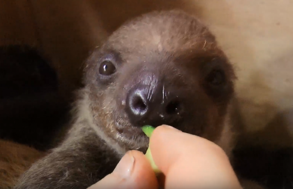 Петербуржцы могут познакомиться в Ленинградском зоопарке с детенышем ленивцев