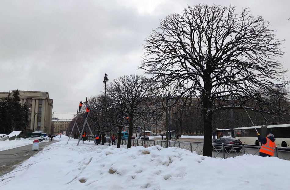 Полувековые липы на Московской площади начали готовить к весне