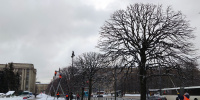 Полувековые липы на Московской площади начали готовить к весне