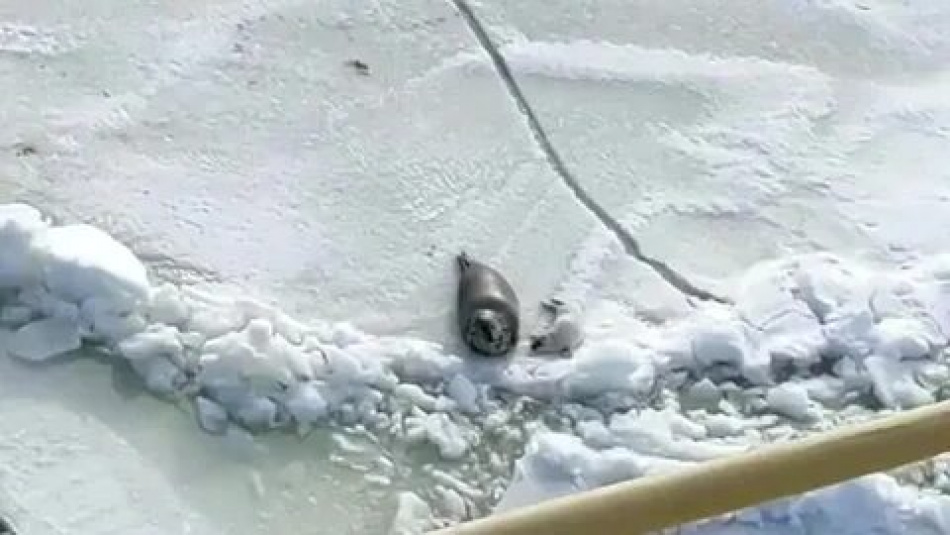 «Праздник новых тюленят»: на льду Финского залива появились малыши водоплавающих