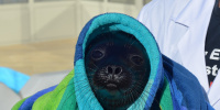 Центр реабилитации ластоногих рассказал, что у тюленей начался брачный период