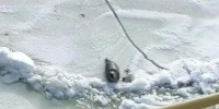 «Праздник новых тюленят»: на льду Финского залива появились малыши водоплавающих