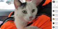 Волонтеры спасли ласковую кошку, которую выбросили из окна в пакете на Подвойского