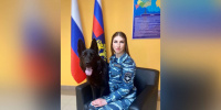 Служебный пес по кличке Кадис отыскал убийцу девушки на Большой Московской Служебный пес по кличке Кадис отыскал убийцу девушки на Большой Московской