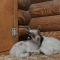 В Ленинградском зоопарке родились сразу 11 камерунских козлят