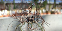 «Мир окончательно слетел с катушек»: Ботанический сад ищет воришку редкого кактуса